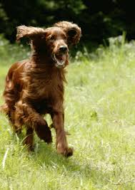 Red setter running - Animal magic article by Catriona Murray